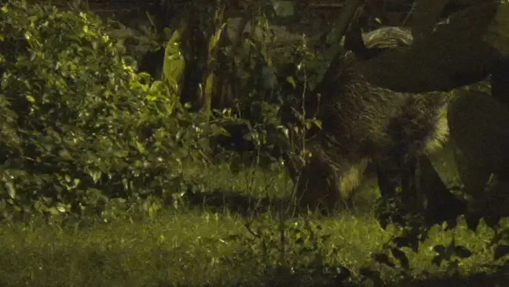 Marmaris'te domuzlar evcilleşiyor