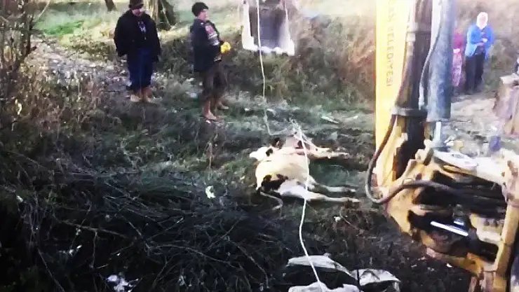 10 metrelik kuyudan buzağı kurtarma operasyonu