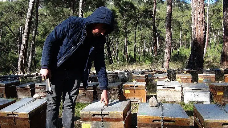 Arıcılar çareyi kovanları zincirlemekte buldu