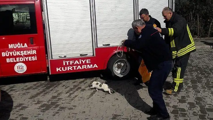 Asansör boşluğuna düşen kediyi itfaiye kurtardı