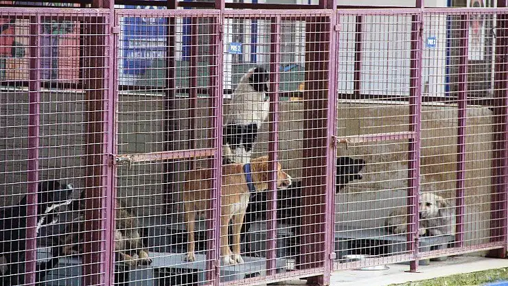 Alkollü kadın barınağı basıp tüm köpekleri serbest bıraktı