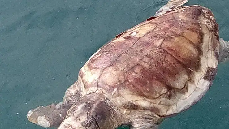 Datça'da ölü caretta caratta bulundu