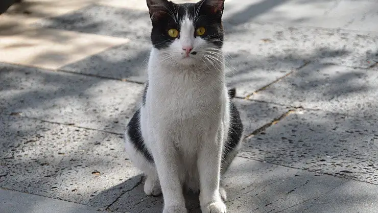 Patisiyle kapıyı açan kedi fenomen oldu