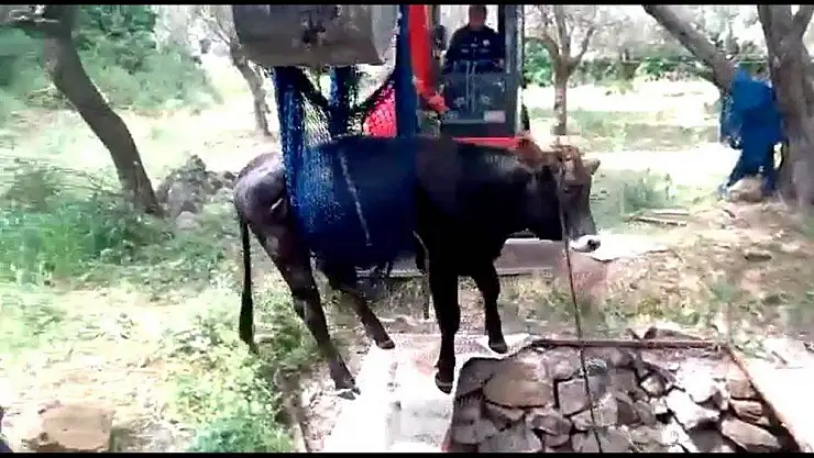 Fosseptik çukuruna düşen inek için seferber oldular