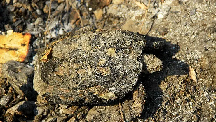 Dalaman yangınında böcek, kuş ve kaplumbağalar telef oldu