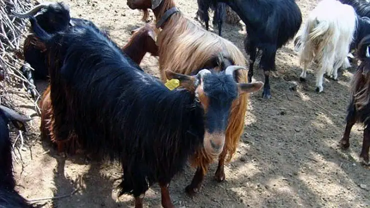 Muğla Büyükşehir'den Kırsal Kalkınma için 'Kıl Keçisi' projesi