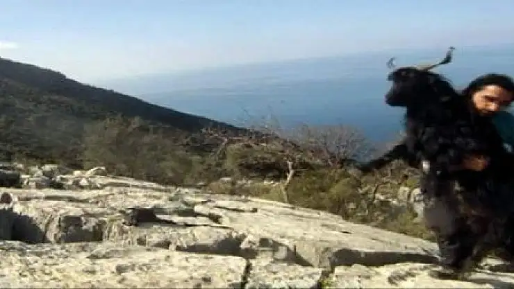 KAYALIKLARA SIKIŞMIŞ KEÇİYİ DOĞA SPORCUSU KURTARDI...