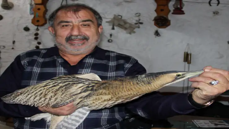 YARALI BALABAN KUŞU BULUNDU...
