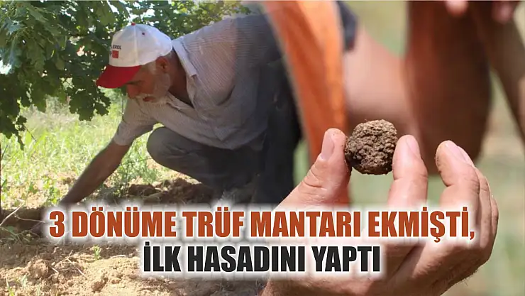 3 dönüme trüf mantarı ekmişti, ilk hasadını yaptı