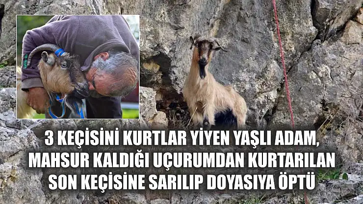 3 keçisini kurtlar yiyen yaşlı adam, mahsur kaldığı uçurumdan kurtarılan son keçisine sarılıp doyasıya öptü