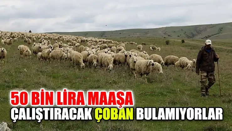50 Bin Lira Maaşa Çalıştıracak Çoban Bulamıyorlar