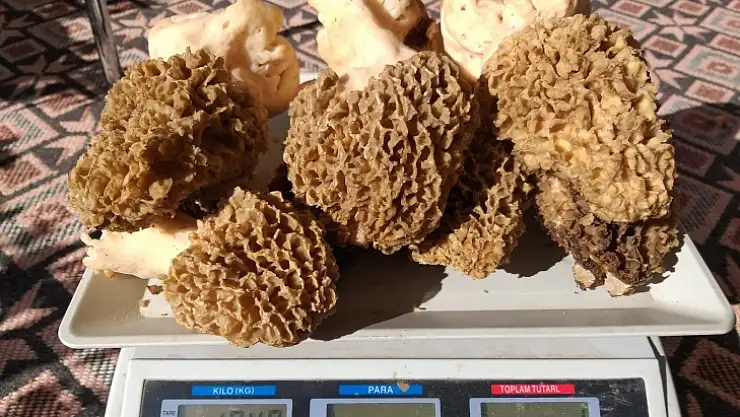 7 Kuzu Göbeği 1 Kilo 40 Gram