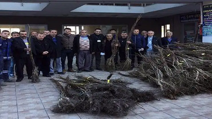 1040 DÖNÜME CEVİZ, ZEYTİN VE İNCİR FİDANI DİKİLECEK...