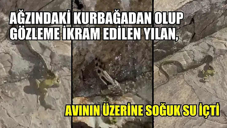 Ağzındaki kurbağadan olup gözleme ikram edilen yılan, avının üzerine soğuk su içti