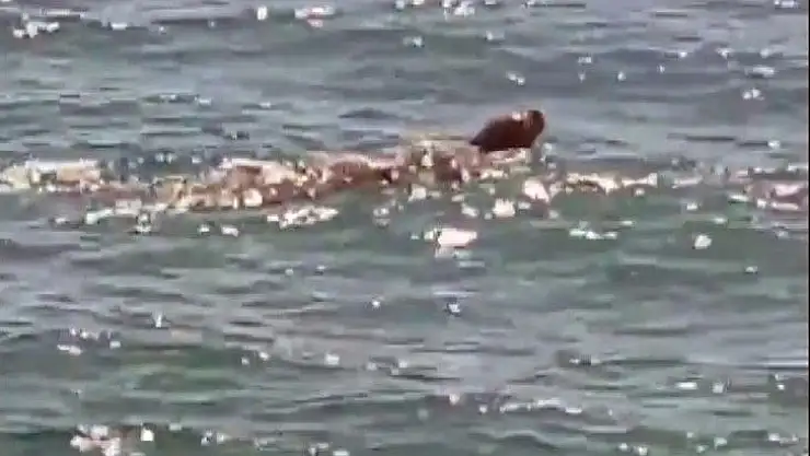 Akdeniz Foku uzun bir aradan sonra ortaya çıktı