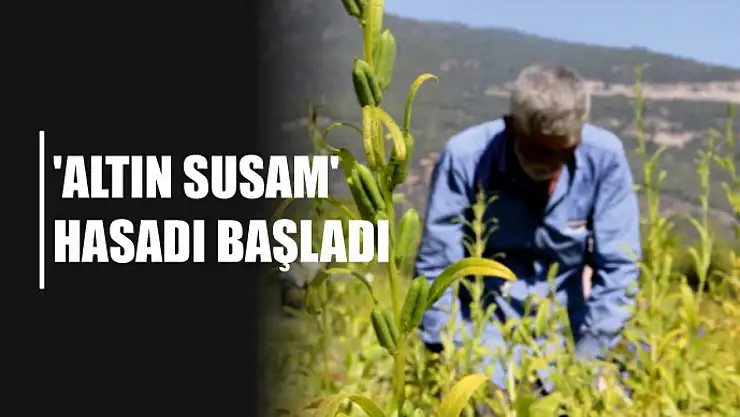 'Altın susam' hasadı başladı