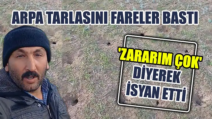 Arpa Tarlasını Fareler Bastı 'Zararım Çok' Diyerek İsyan Etti