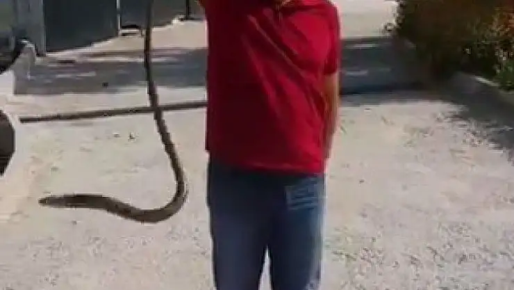 Bahçesine giren yılanı eliyle yakaladı