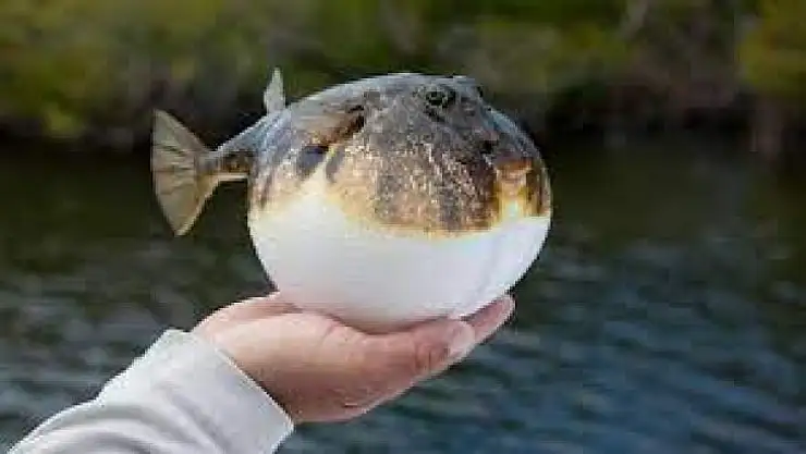 Balon balığı alımları başladı