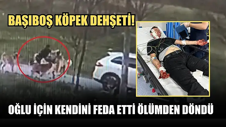 Başıboş köpek dehşeti! Oğlu için kendini feda etti ölümden döndü