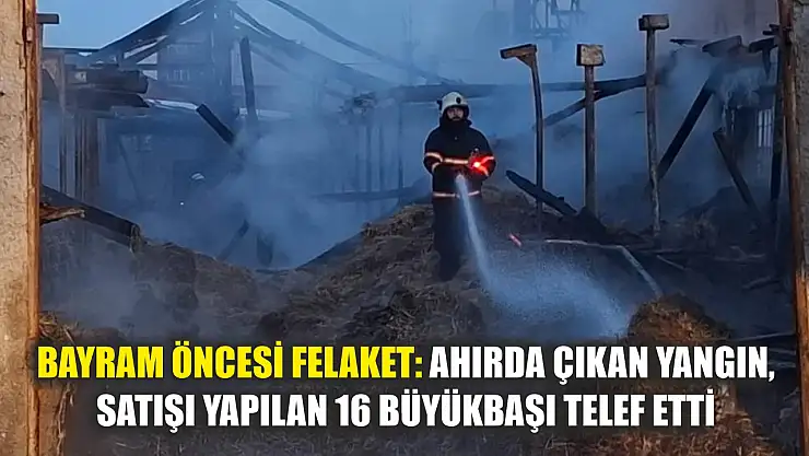 Bayram öncesi felaket: Ahırda çıkan yangın, satışı yapılan 16 büyükbaşı telef etti