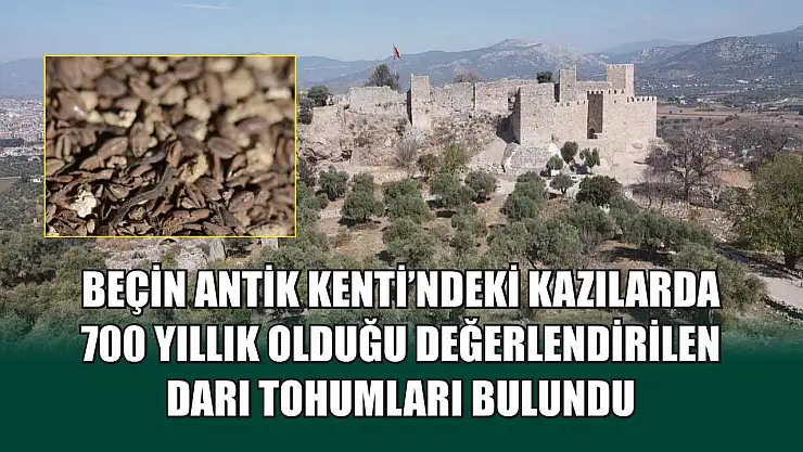 Beçin Antik Kenti'ndeki kazılarda 700 yıllık olduğu değerlendirilen darı tohumları bulundu