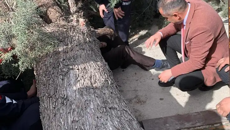 Belediye başkan adayının üzerine ağaç devrildi