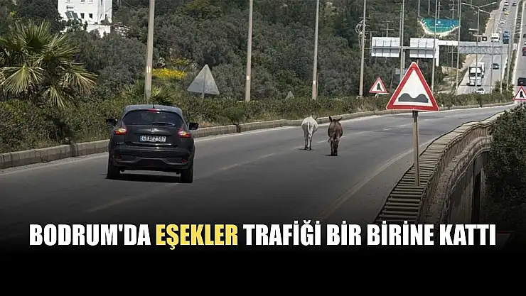 Bodrum'da eşekler trafiği bir birine kattı