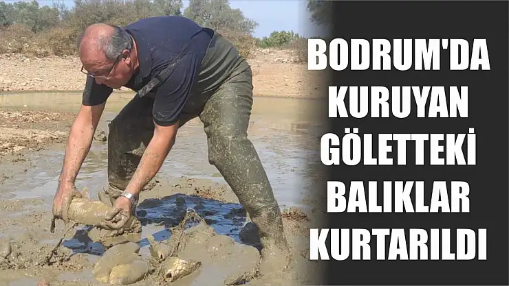Bodrum'da Kuruyan Göletteki Balıklar Kurtarıldı