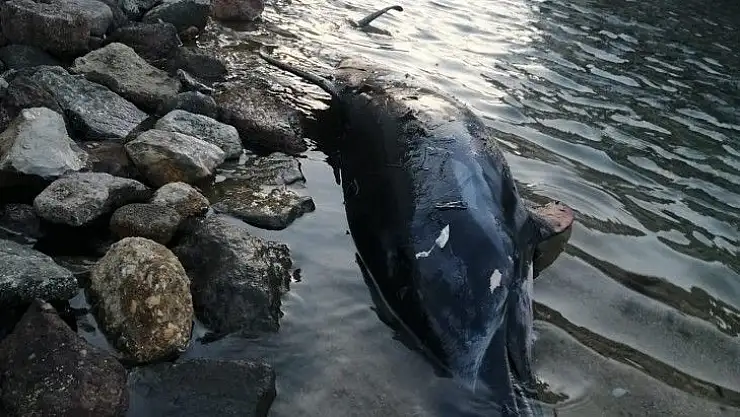 Bodrum'da sahile vuran ölü yunus balığı ekipleri harekete geçirdi