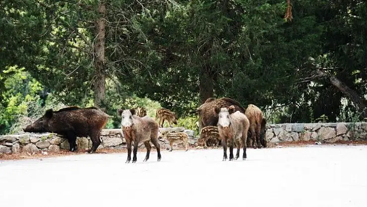 Bodrum'da şehre inen domuzu beslediler