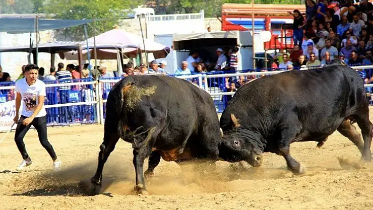 Boğalar 'Muğla Şampiyonası' için arenaya çıktı