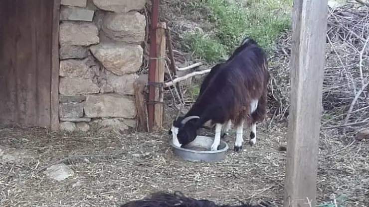 Bölgede kurt saldırıları devam ediyor