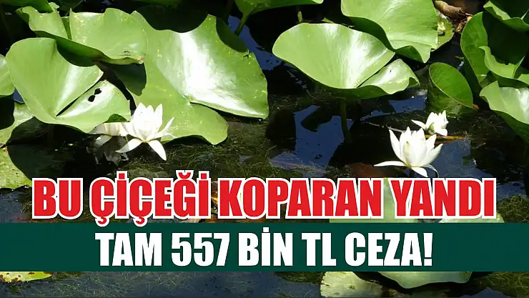 Bu çiçeği koparan yandı: Tam 557 bin TL ceza!