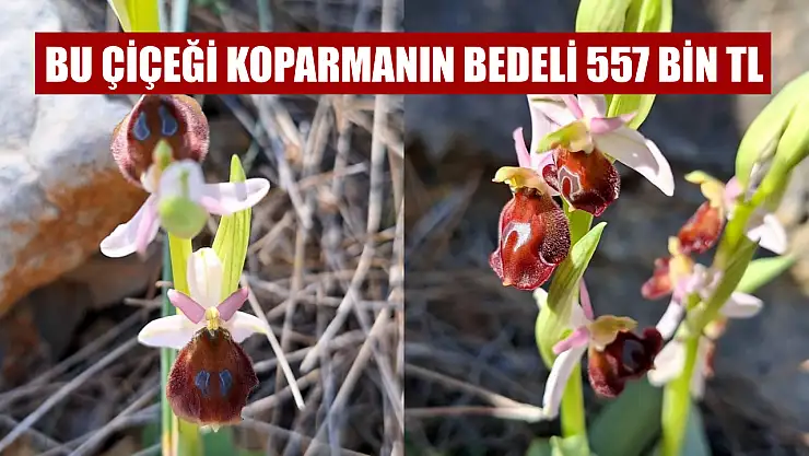 Bu çiçeği koparmanın bedeli 557 bin TL