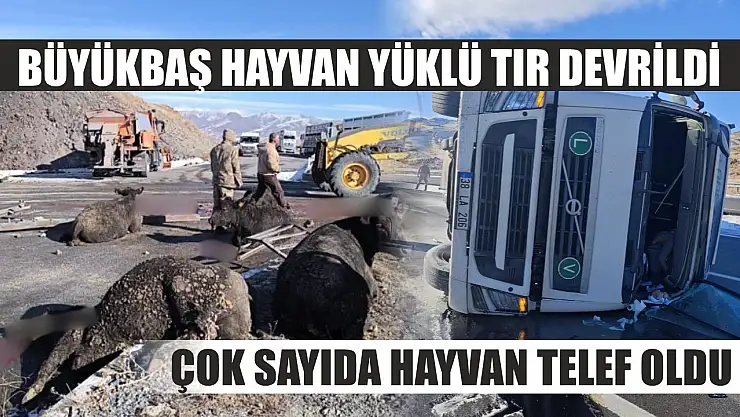 Büyükbaş hayvan yüklü tır devrildi: Çok sayıda hayvan telef oldu