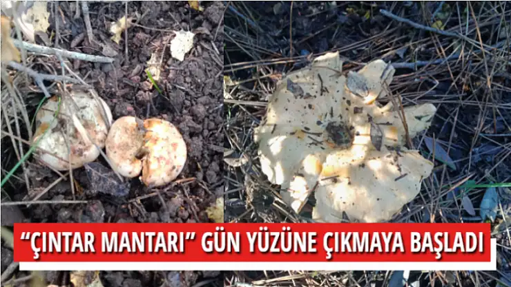 'ÇINTAR MANTARI' GÜN YÜZÜNE ÇIKMAYA BAŞLADI