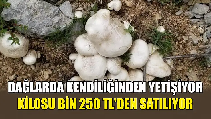 Dağlarda kendiliğinden yetişiyor, kilosu bin 250 TL'den satılıyor