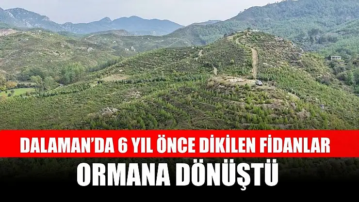 Dalaman'da 6 yıl önce dikilen fidanlar ormana dönüştü
