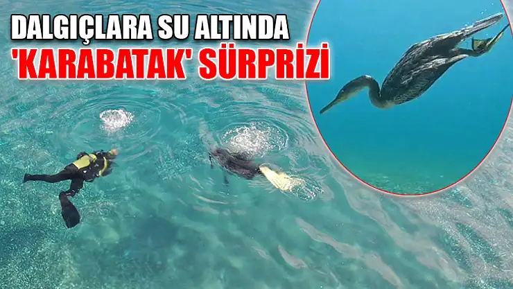 Dalgıçlara su altında 'karabatak' sürprizi