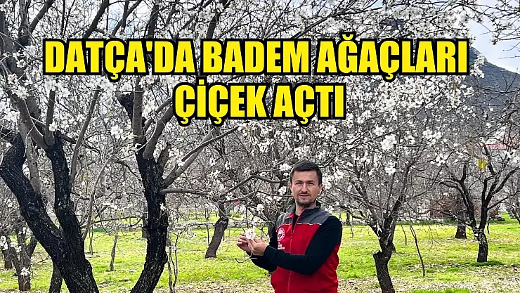 Datça'da badem ağaçları çiçek açtı