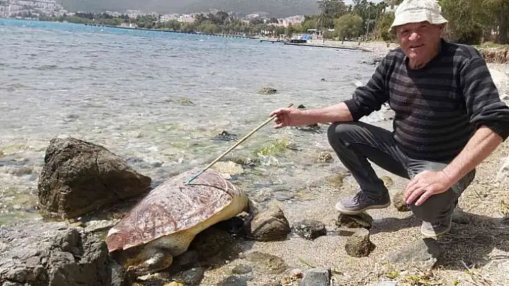 Datça'da caretta caretta kıyıya vurdu