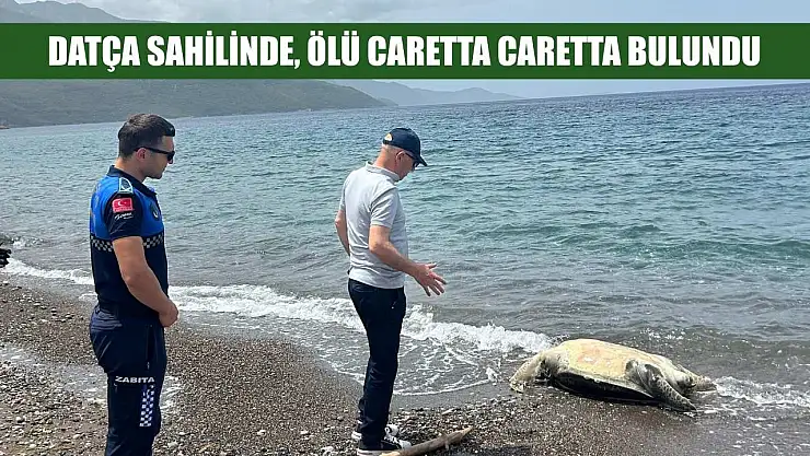 Datça sahilinde ölü caretta caretta bulundu