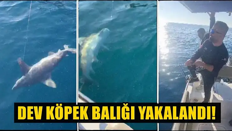 Dev köpek balığı yakalandı!