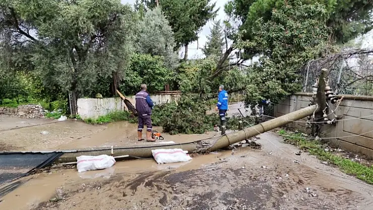 Devrilen ağaçlara belediye ekiplerinden müdahale