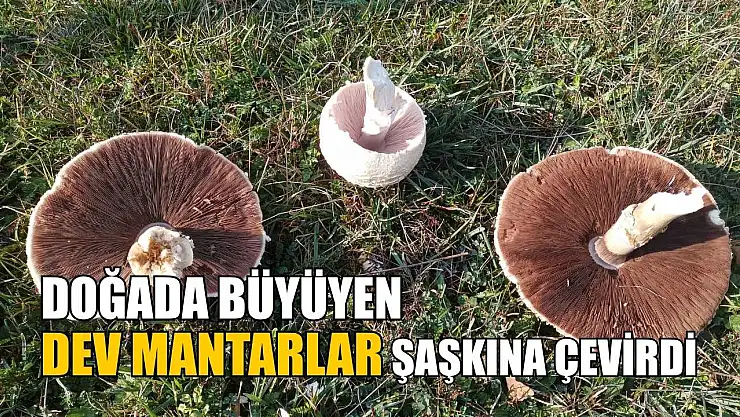 Doğada büyüyen dev mantarlar şaşkına çevirdi