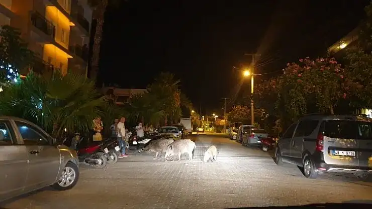 Domuzlar Marmaris'i mesken tuttu