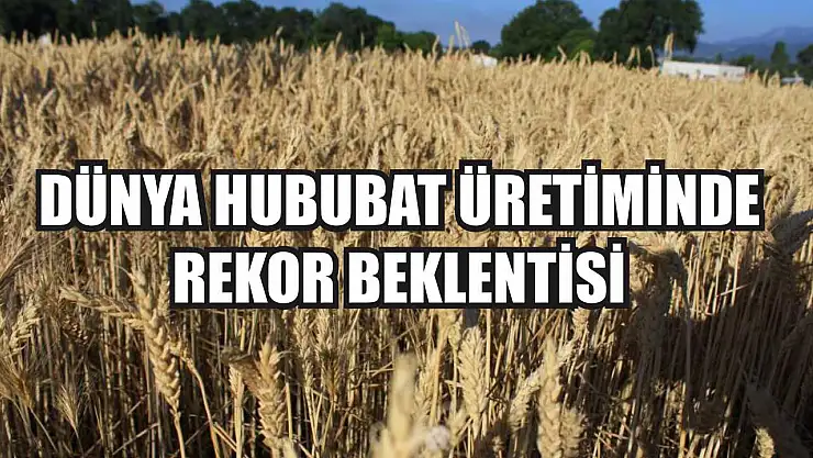 Dünya Hububat Üretiminde Rekor Beklentisi