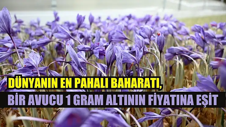 Dünyanın en pahalı baharatı, bir avucu 1 gram altının fiyatına eşit