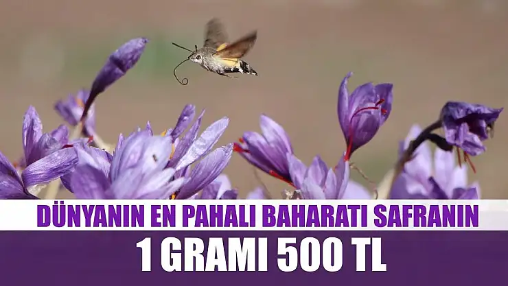 Dünyanın en pahalı baharatı safranın 1 gramı 500 TL